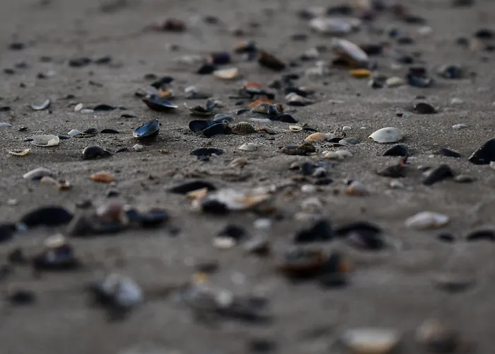 Blu 4* Πεσκάρα